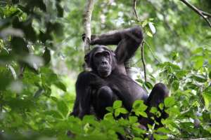 Chimp trekking murchison falls