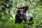 Chimp trekking murchison falls 