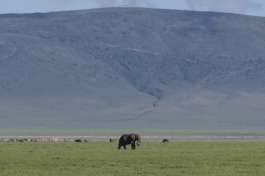 Elephant Ngorongoro crater 