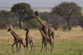 Giraffes in the Serengeti 