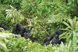 Gorillas Uganda 