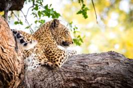 Botswana Moremi Leopard  