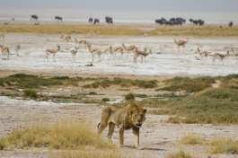 Etosha Lion 
