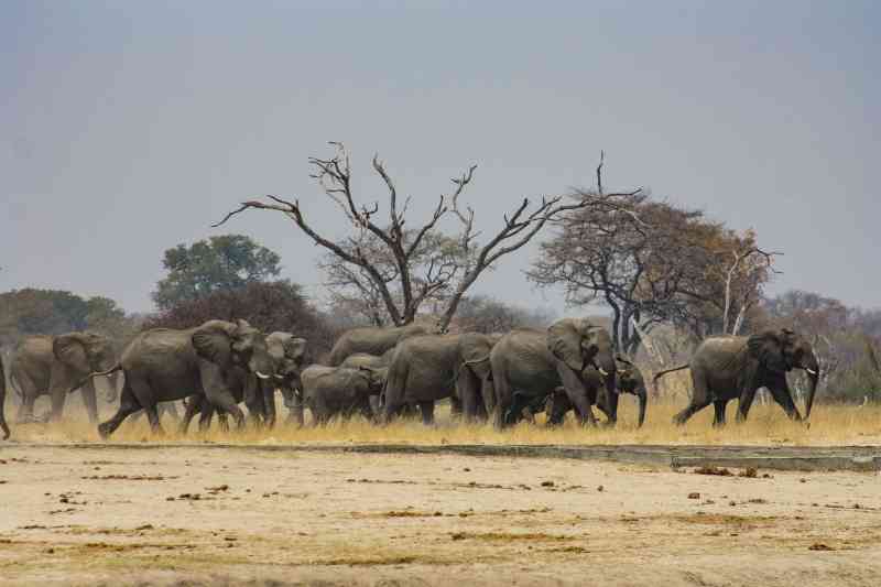 Zimbabwe Hwange Elephants