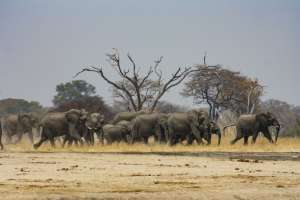 Zimbabwe Hwange Elephants
