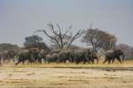 Zimbabwe Hwange Elephants 