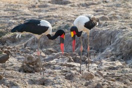 Saddle-billed storks, Zambia Safari  by Richard Toller