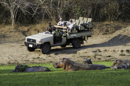 Zambia safari, hippos 