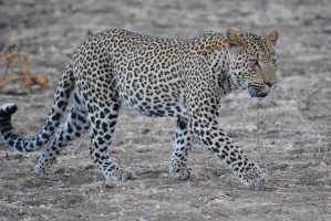 Luangwa Valley leopard, Zambia Safari
