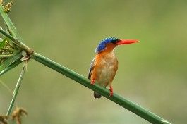 Malachite kingfisher, Luangwa Valley 