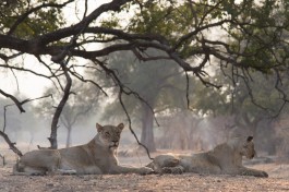 South Luangwa safari, lions 