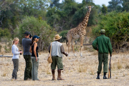 South Luangwa walking safari with giraffe 