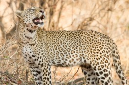 South Luangwa Valley leopard, Zambia  by Richard Toller
