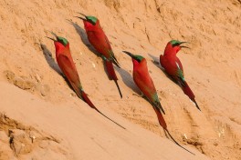 Zambia Safari, carmine bee-eaters  by Erica Hayton