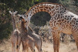 Luangwa Valley giraffes, Zambia 