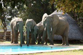 Elephants at South Luangwa lodge pool 