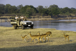 Zambia Safari South Luangwa puku 