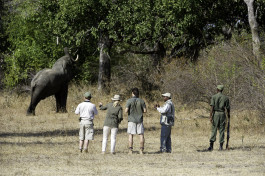 Zambia safari walking with elephants 