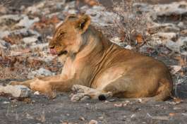 Etosha National Park - Lioness 