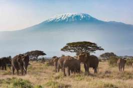 Amboseli elephant and Kilimanjaro 