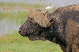 Lake Nakuru buffalo 