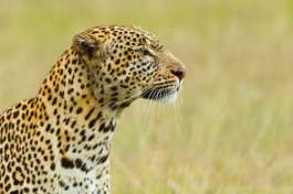 Masai Mara leopard 