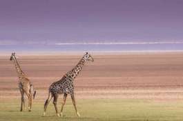 Lake Manyara giraffes 