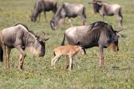 Serengeti wildebeest 