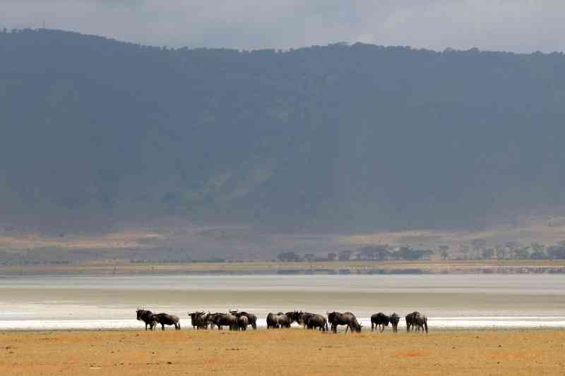 Wildebeest Ngorongoro Crater