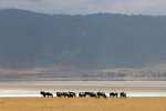 Wildebeest Ngorongoro Crater 
