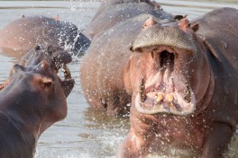Luangwa hippos  by Richard Toller