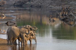 Luangwa elephants  by Richard Toller