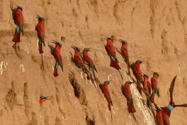 Carmine bee-eaters  by Erica Hayton