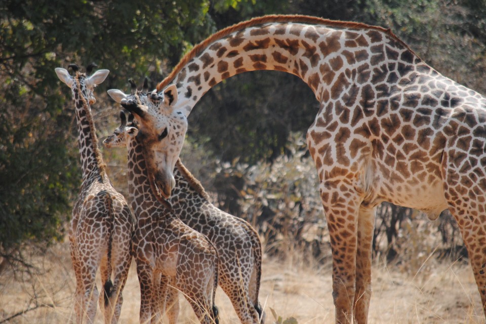 Luangwa giraffes