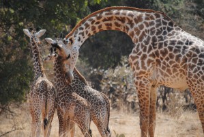 Luangwa giraffes