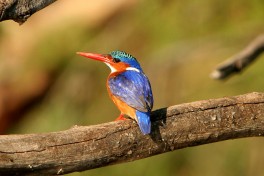 Malakite kingfisher 