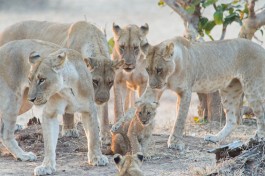 South Luangwa lions 