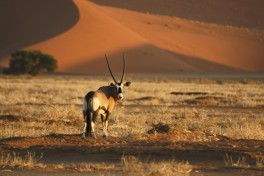 Desert oryx 