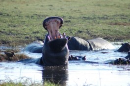 Chobe river hippos 