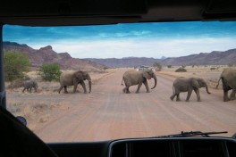Great trek adventure day 11   damaraland desert elephants 
