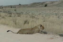 kgalagadi game drives 