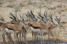 kgalagadi game drives 
