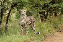 Cheetah Pilanesberg 