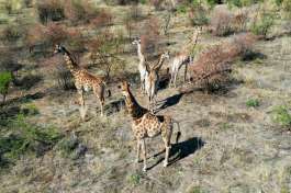 Giraffes pilanesberg national park 