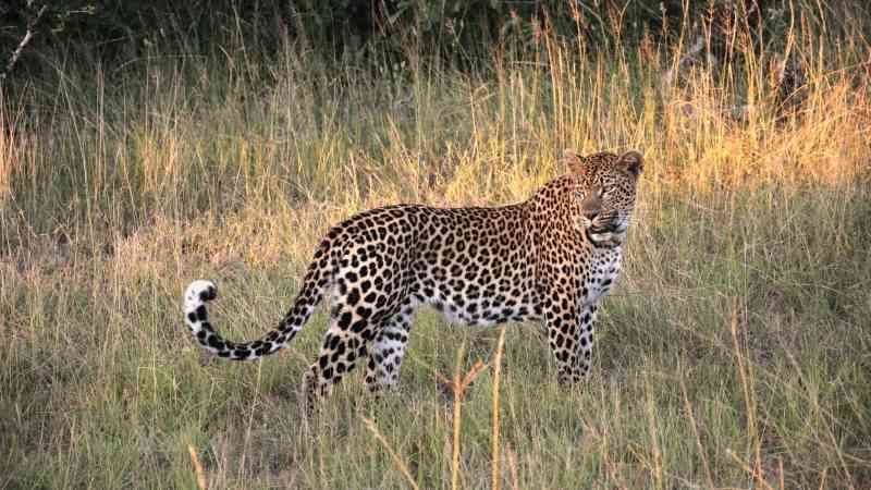 Leopard pilanesberg