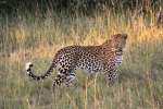 Leopard pilanesberg 