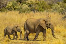 Elephants Pilanesberg national park (2) 
