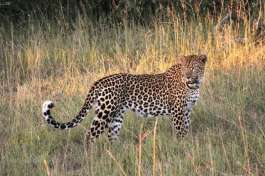 Leopard Pilanesberg 