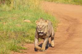 Lion Pilanesberg national park 