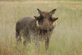 Warthog Pilanesberg 